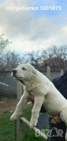 алабайчета , снимка 2 - Алабай - 54165108