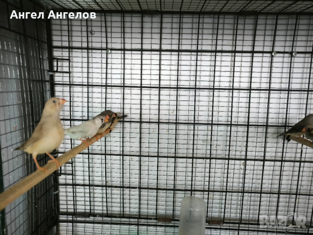 зеброви амадини , снимка 3 - Амадини - 52357881