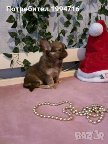 Чихуахуа мъжки 