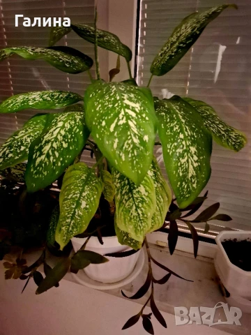 Дифенбахия + Пурпорно сърце, снимка 9 - Стайни растения - 51187234