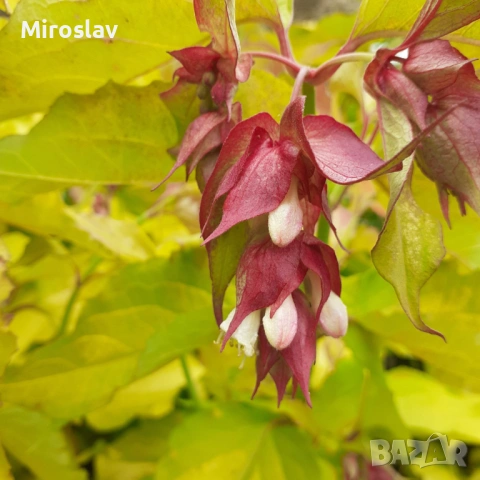 Фазаново дърво (Лейцестерия), снимка 5 - Градински цветя и растения - 53986213