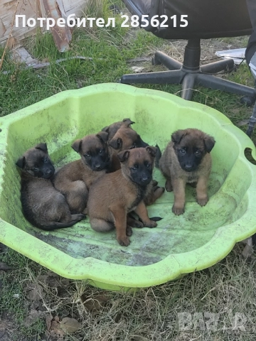 Малки Белгийки-Малиноа