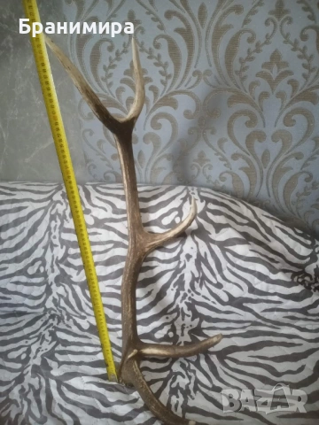 Еленски рога за декорация на вашия битов кът, снимка 3 - Колекции - 53902803