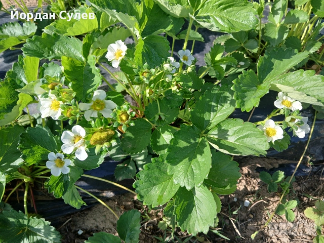‼️🌱Здравеите предлагам разсад Малини Висок Добив Много Сладки и Ароматни  Глен Ди Люлин и Полка  , снимка 10 - Градински цветя и растения - 51987265