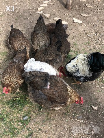 Катунски кокошки - Уникални, снимка 7 - Кокошки и пуйки - 42894938