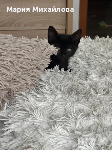 Подарявам малко коте, снимка 2 - Други - 55993261