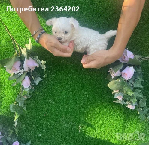 малтийска болонка
