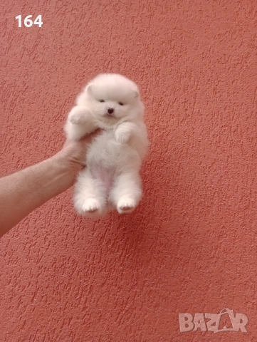 Бели Померани на различни възрасти., снимка 3 - Померан - 54135417