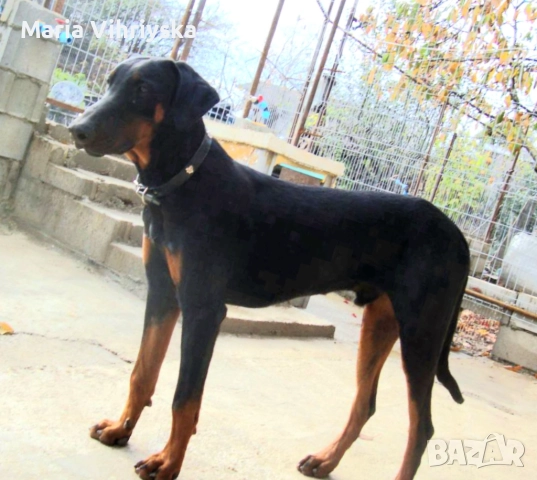 Добермани расови, снимка 5 - Доберман - 52905824