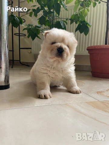 чау чау, снимка 2 - Чау Чау - 53899553