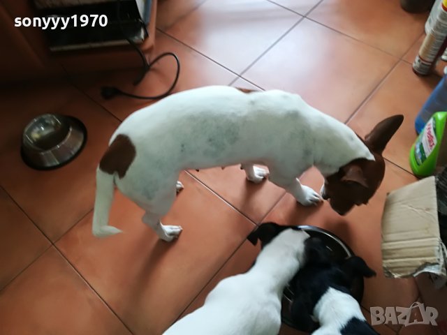 сладурана ДЖАК ЖЕНСКО НА 11 МЕСЕЦА 350ЛВ  1905221052, снимка 14 - Джак ръсел териер - 36809547