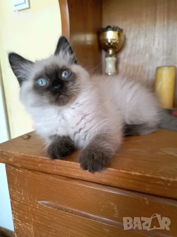 котенца Ragdoll/Регдол, снимка 2 - Други - 55792070