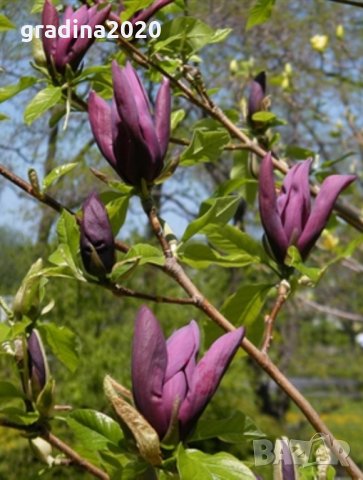 Magnolia Black Beauty - Черна красавица, снимка 6 - Градински цветя и растения - 29894955