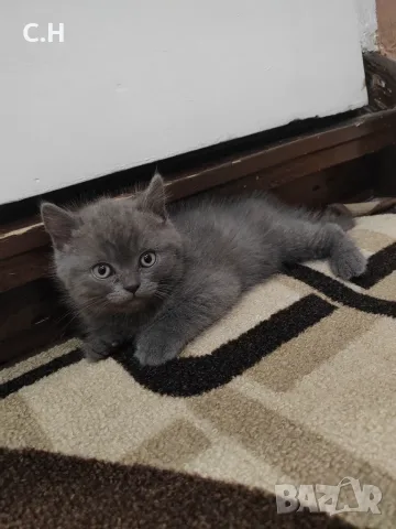 Британски котенца