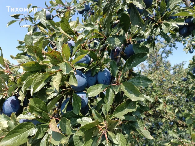 Сини сливи Стенлей , снимка 2 - Домашни продукти - 55930738
