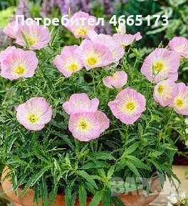 Розова Йонотера