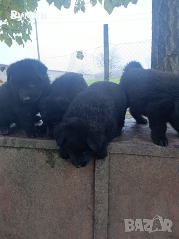 Немска овчарка (Канадски вълк), снимка 7 - Немска овчарка - 52648855