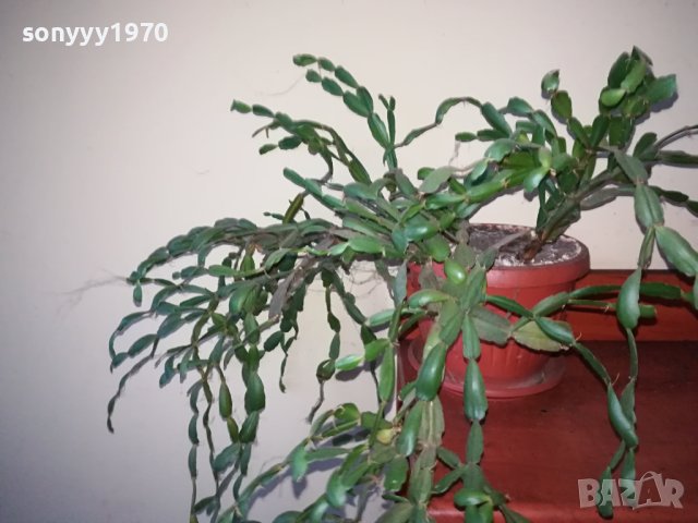 ЦВЕТЕ В САКСИЯ-КОЛЕДАРЧЕ 1802240754, снимка 3 - Стайни растения - 44348218