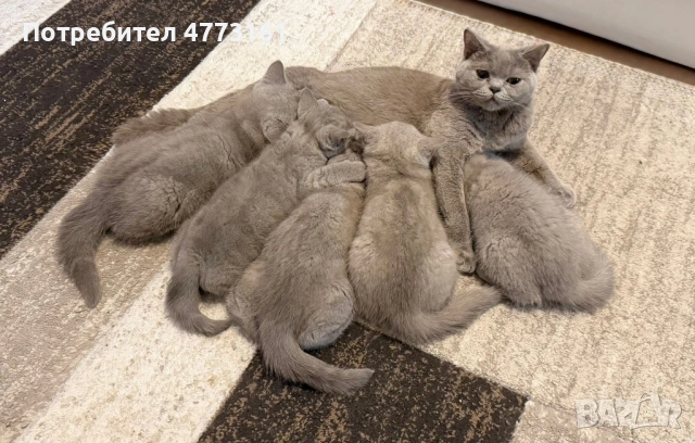 Британски Късокосмести котенца, снимка 2 - Британска късокосместа - 53928037