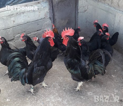 Яйца от Черна Шуменска кокошка , снимка 1 - Кокошки и пуйки - 20271982