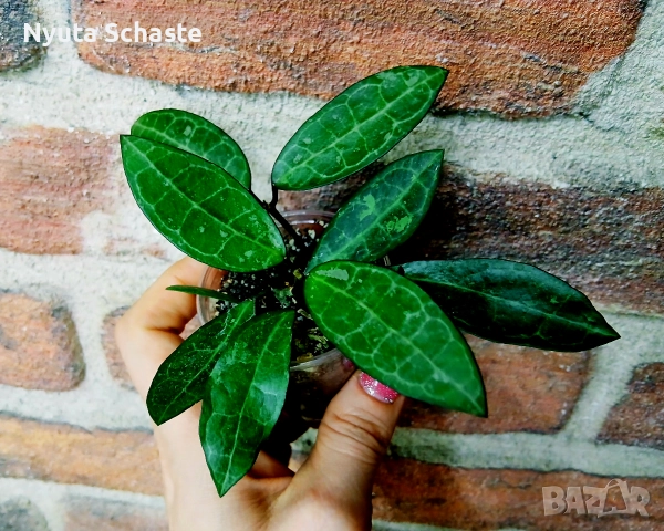 Хоя .Hoya "Elliptica Splash" Pinterest, снимка 3 - Стайни растения - 52631296