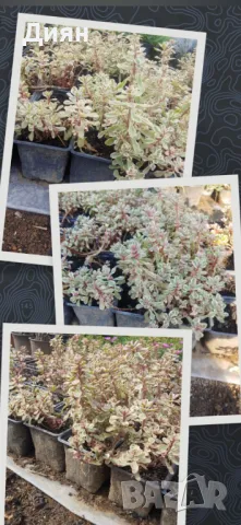 СЕДУМ ТРИКОЛОР Sedum spurium Tricolor

, снимка 3 - Градински цветя и растения - 42097732