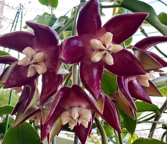 Hoya Хоя Imperialis Red