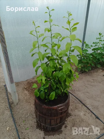 Лимон , снимка 3 - Градински цветя и растения - 50413838