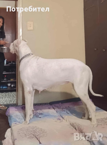 Немски дог мъжки и женски, снимка 10 - Немски дог - 45664449