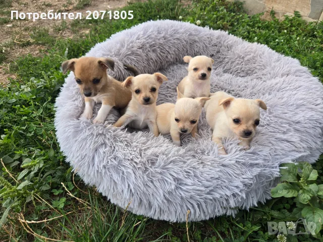 Продавам чихупинчери 