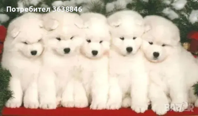 Самоед, снимка 2 - Самоед - 50092014