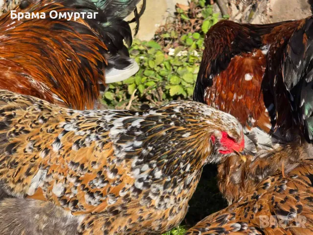 Продавам разплодни яйца от Порцеланова Брама [Porcelain Brahma], снимка 5 - Кокошки и пуйки - 50242211