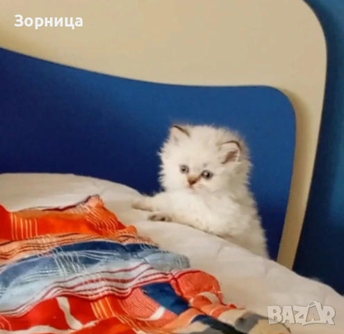 Британско дългокосместо коте