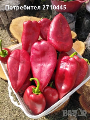 СЕМЕНА  от домати, пипер, камби и др. , снимка 2 - Сортови семена и луковици - 42767392