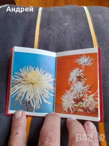 Стара паметка  Хризантеми, снимка 5 - Други ценни предмети - 40196675