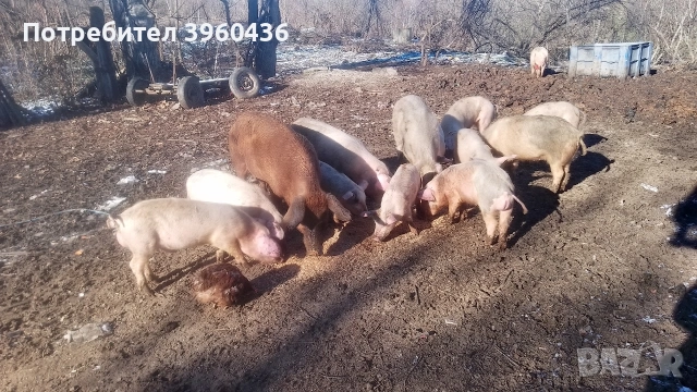 продавам прасета , снимка 3 - Прасета - 53193500