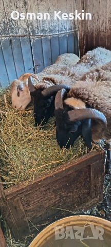 Продавам агнета от 21 до 50кила., снимка 1