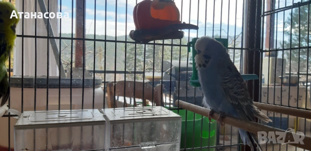 Социални изложбени вълнисти папагали, двойка, снимка 3 - Папагали - 53130164