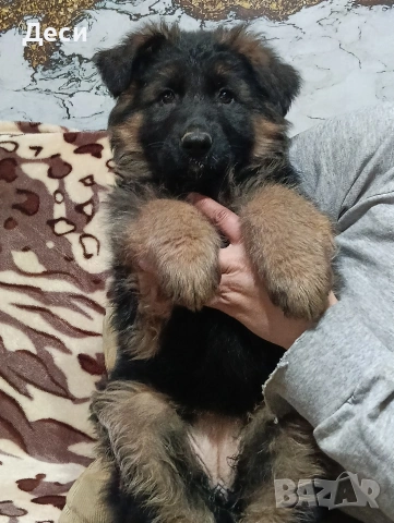 немска овчарка