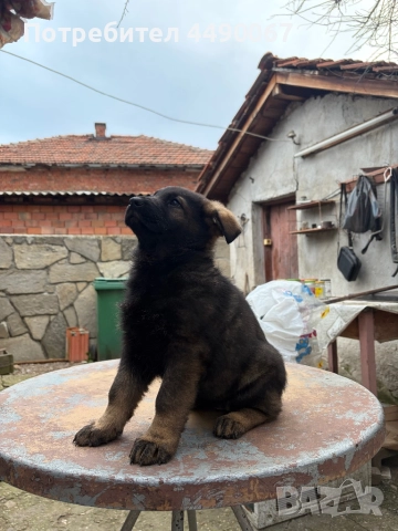 Немска овчарка - сивак, снимка 7 - Немска овчарка - 52977991