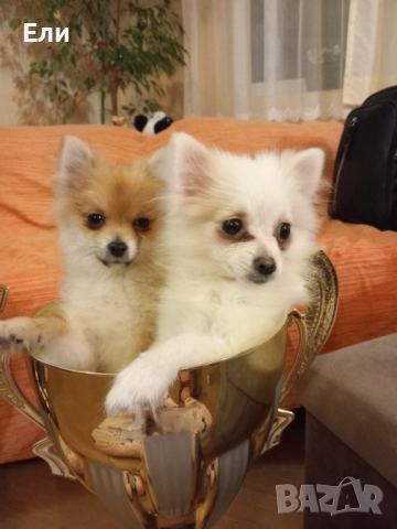 Продавам малки пумеранчета, снимка 6 - Померан - 52713301