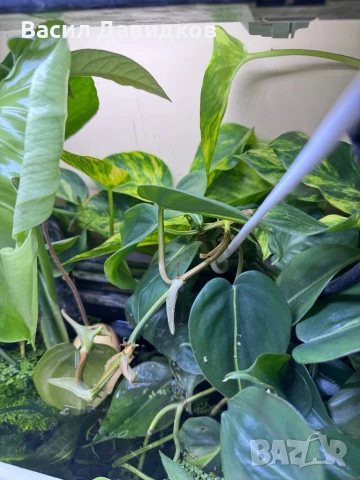 Растения надводни и водни , снимка 3 - Оборудване за аквариуми - 50672676