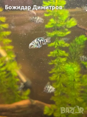 рибки син папагал  (Polar Blue Parrot Cichlid), снимка 3 - Рибки - 56085754