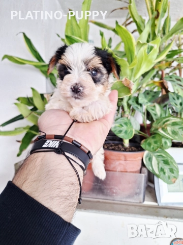 Йорки Бивер