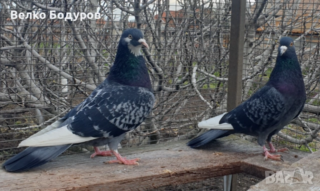 Пазарджишки високо летци. , снимка 7 - Гълъби - 52265511