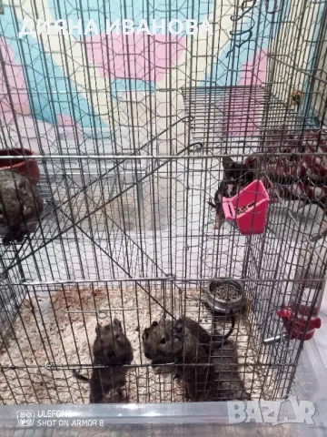 КАТЕРИЧКИ ДЕГУ, снимка 14 - Други - 48394691