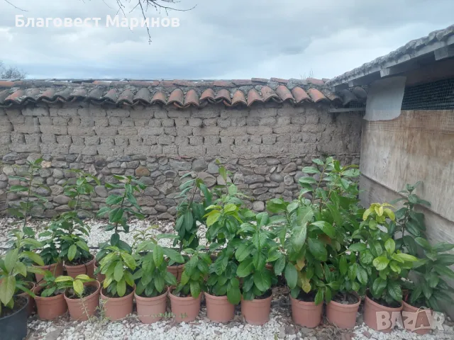 Лавровишна