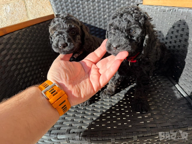 Мини Пудели Актуално от 18.12.2025