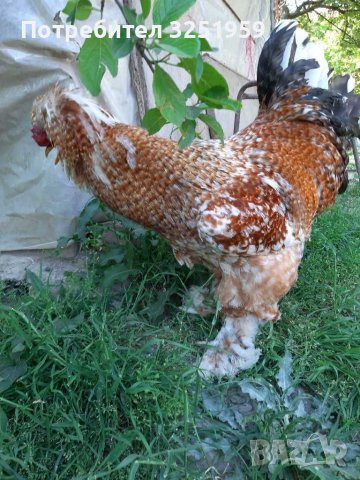 Колумбийска брама ,струмски стандарт, мини кохин,испенч и пилета, снимка 3 - други­ - 36961467