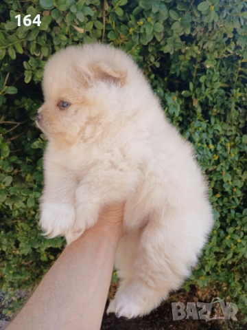 Померани. Реални снимки ! , снимка 14 - Померан - 53980464